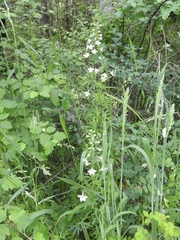 Delphinium leucophaeum