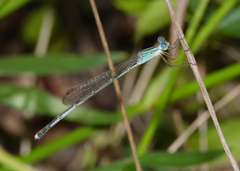 Indolestes insularis