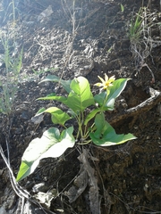 Balsamorhiza