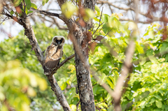 Strix leptogrammica