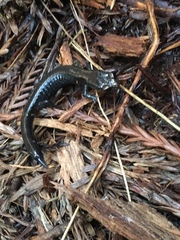 Plethodon elongatus