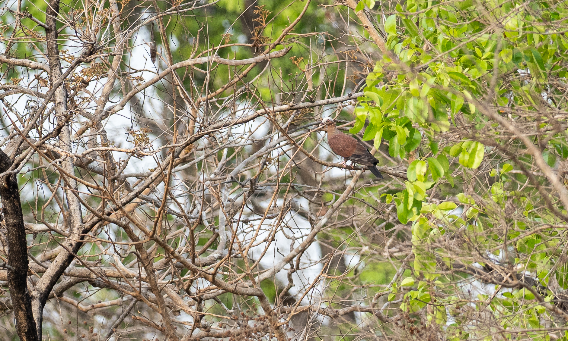 Pale-capped Pigeon (Columba punicea), photo 3