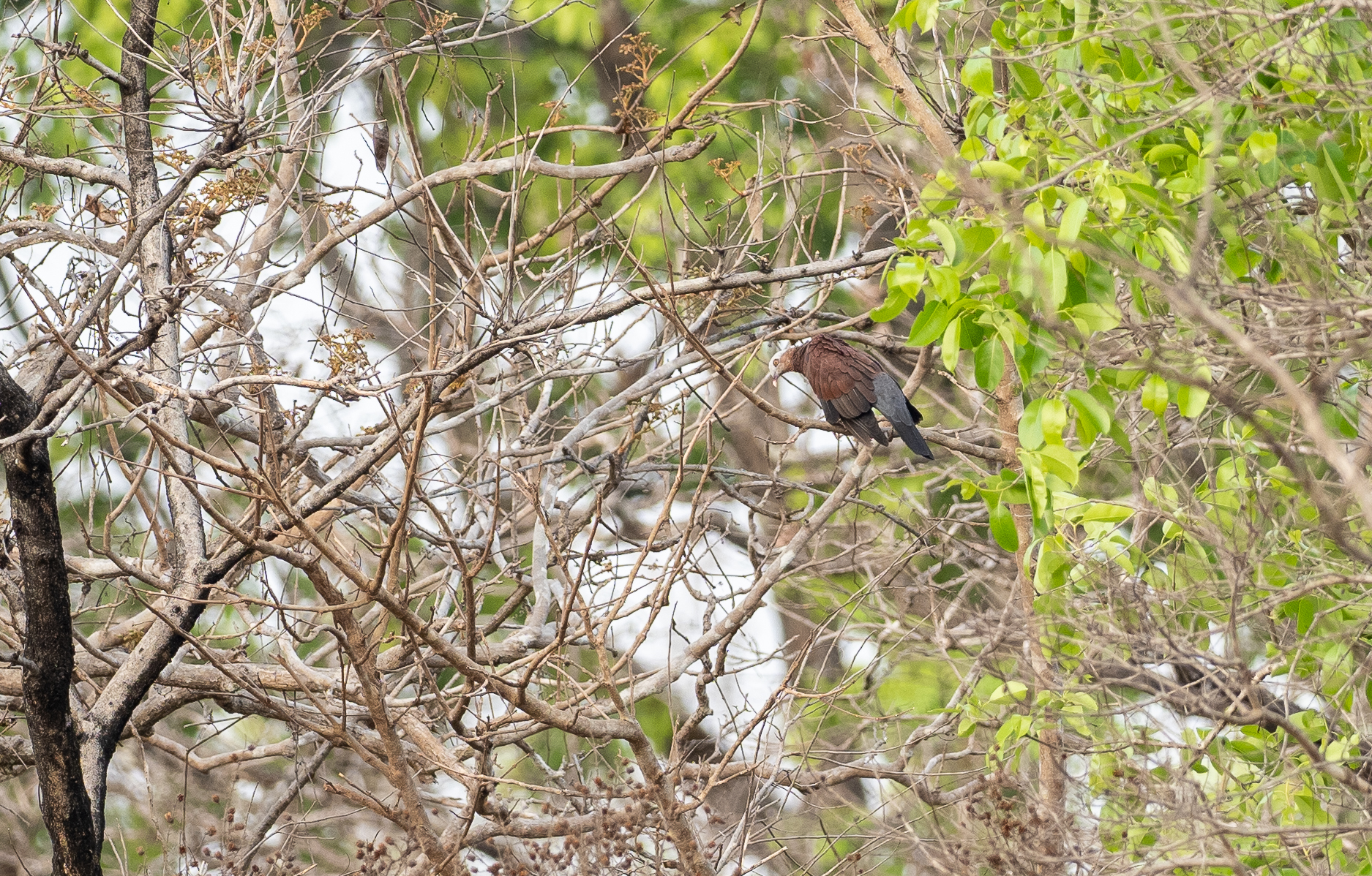 Pale-capped Pigeon (Columba punicea), photo 4