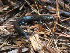 Plethodon elongatus