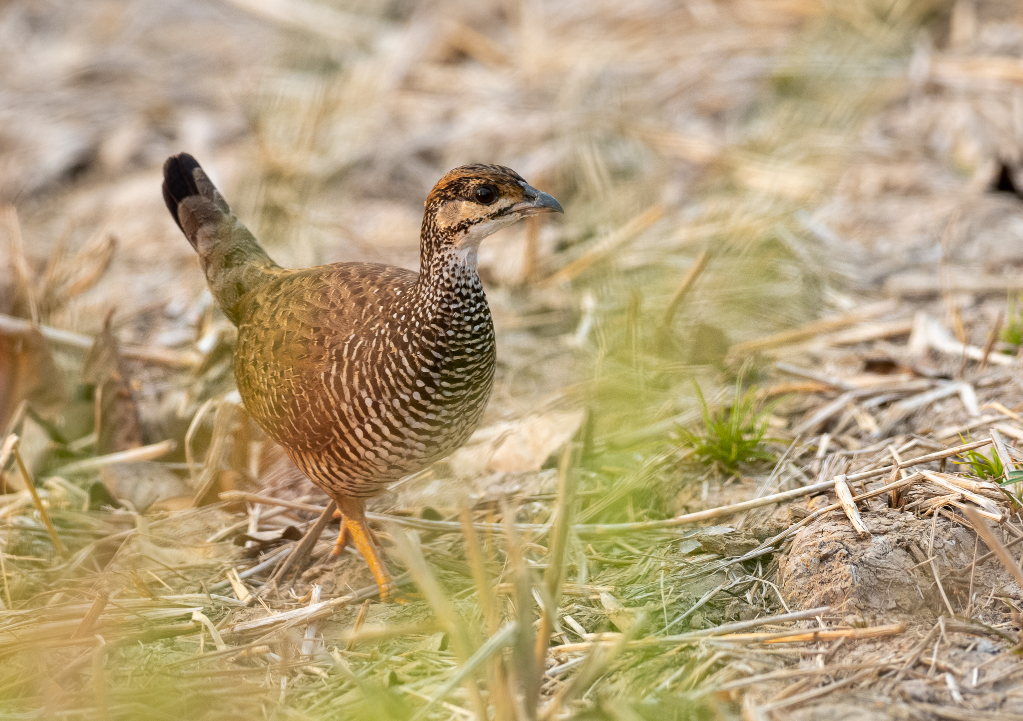 Chinese Francolin (Francolinus pintadeanus), photo 6
