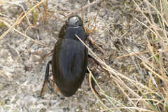 Hydrophilus pistaceus