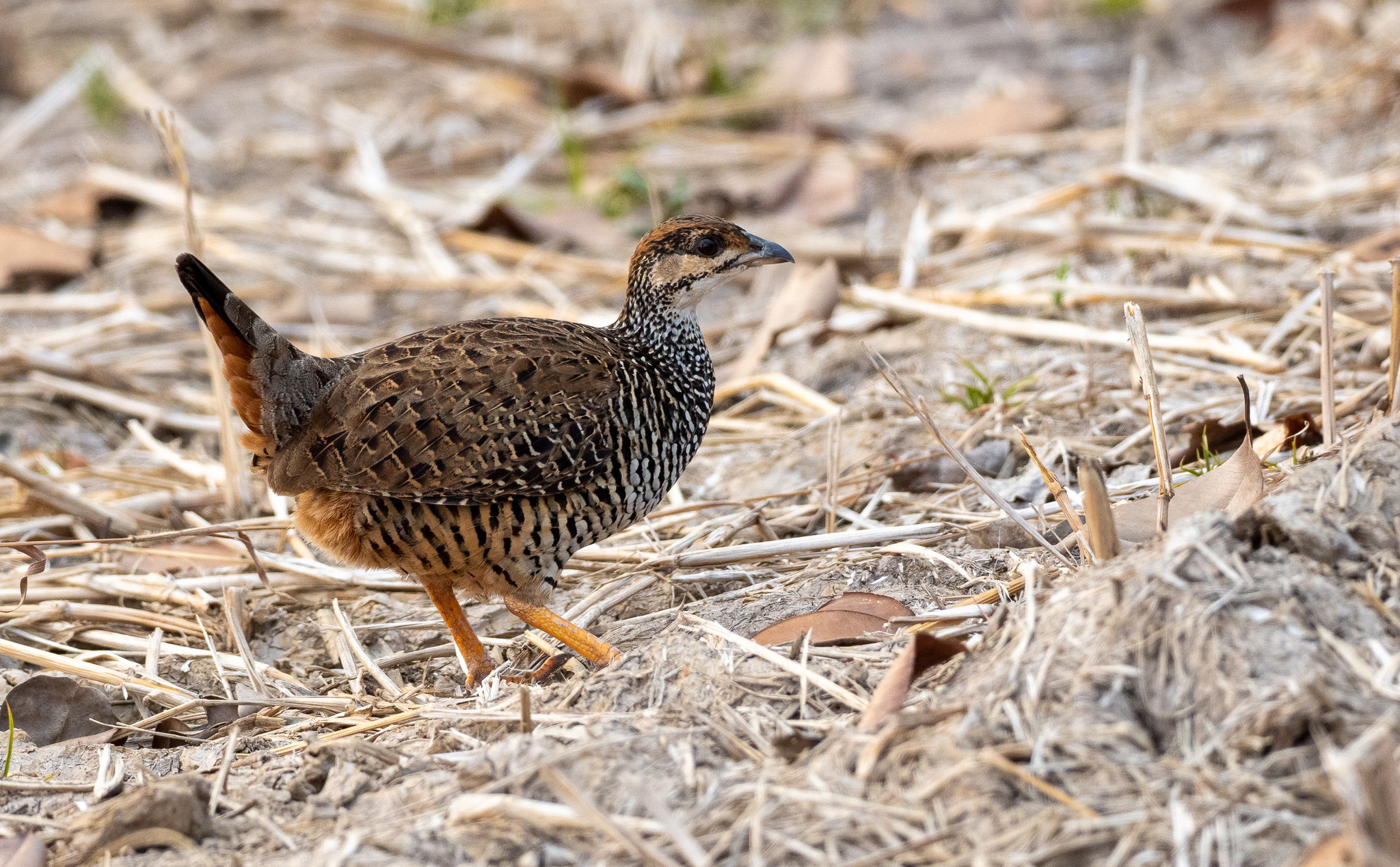 Chinese Francolin (Francolinus pintadeanus), photo 7