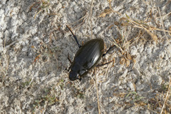 Hydrophilus pistaceus
