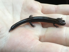 Plethodon elongatus