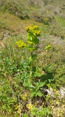 Smyrnium perfoliatum rotundifolium