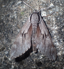 Sphinx maurorum