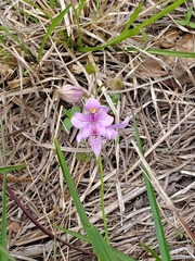 Calopogon oklahomensis