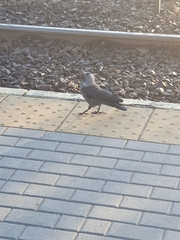 Corvus monedula