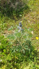 Lupinus albus
