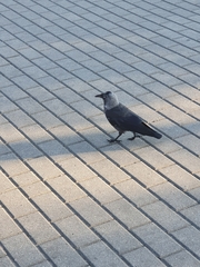 Corvus monedula