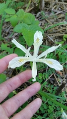 Iris chrysophylla