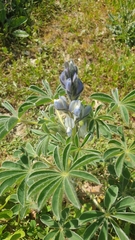 Lupinus albus