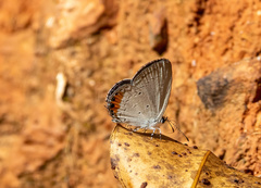Everes lacturnus