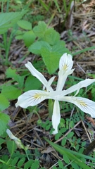 Iris chrysophylla