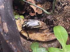 Goliathus goliatus