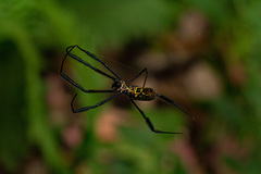 Trichonephila fenestrata
