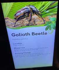 Goliathus goliatus