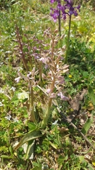 Orchis sitiaca