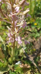 Orchis sitiaca