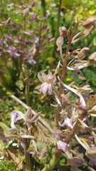 Orchis sitiaca