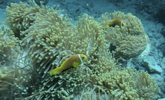 Amphiprion nigripes