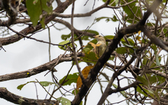 Phylloscopus schwarzi