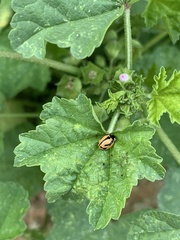 Coccinella miranda