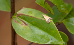 Pseudonoorda nigropunctalis