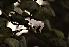 Dendrobium barbatulum