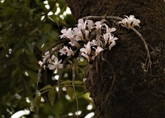 Dendrobium barbatulum