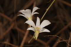 Dendrobium barbatulum