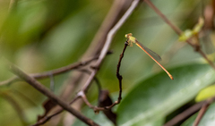 Ceriagrion calamineum