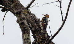 Dendrocopos hyperythrus