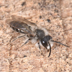 Andrena frigida