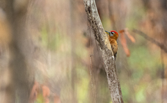 Dendrocopos hyperythrus