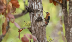 Dendrocopos hyperythrus