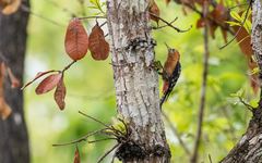 Dendrocopos hyperythrus