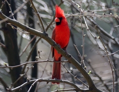 Cardinalis cardinalis superbus
