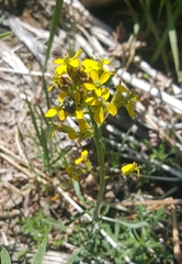 Erysimum perenne