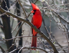 Cardinalis cardinalis superbus