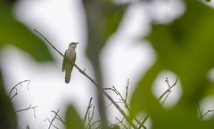 Cacomantis sonneratii