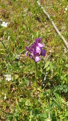 Anacamptis boryi