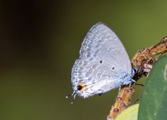 Catochrysops