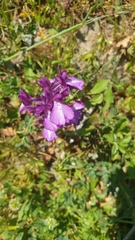 Anacamptis boryi