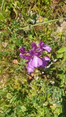 Anacamptis boryi
